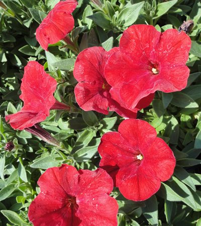 Petunia Easy Wave® Red
